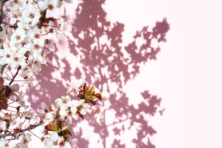 Blooming tree with white, pink flowers in morning sunshine and shadow, blurred sunlight. Soft focus. Spring blossom flower background. Easter sunny day.の写真素材
