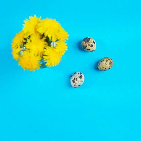 Yellow dandelion. Close up of dandelion flowers and quail eggs on blue background. Spring, Easter concept. Top view, flat lay.の写真素材