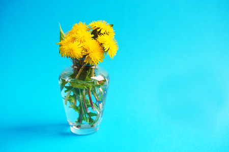 Yellow dandelion. Close up of dandelion flowers on blue background. Spring, Easter concept.の写真素材