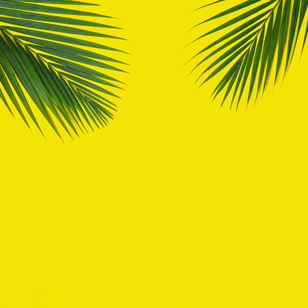 Tropical green palm leaves on yellow background. Minimal nature summer concept. Top view, flat lay, copy space.の写真素材
