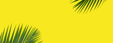 Tropical green palm leaves on yellow background. Minimal nature summer concept. Top view, flat lay, copy space.の写真素材
