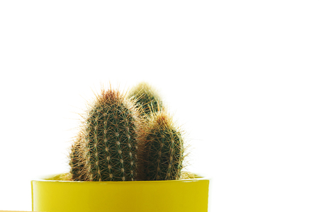 Cactus plant in yellow pot on white background, isolated. Minimal decoration style.の写真素材