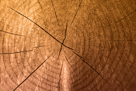 Wooden texture as background with round cut down tree and annual rings. Close up, top view.の写真素材