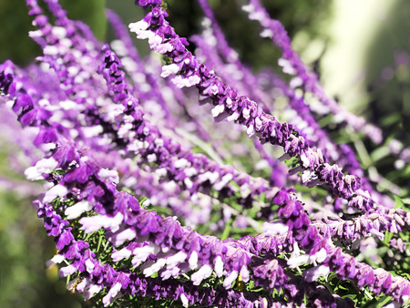 Tropical flower blooming on foliage natureの写真素材