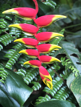 Tropical flower blooming on foliage nature