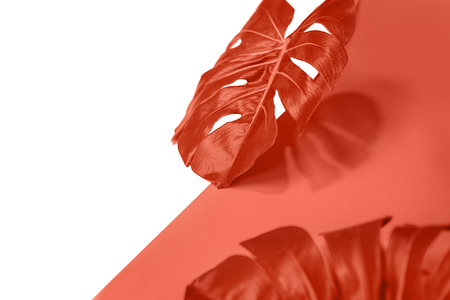 Painted tropical palm leaf of monstera on coral and white colorの写真素材