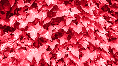 Fresh leaves of ivy as pink living coralの写真素材