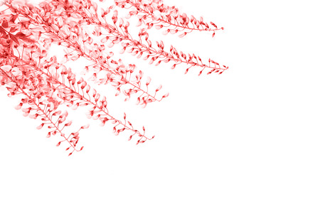 Beautiful pink coral wisteria flower branch with blossoms buds on whiteの写真素材