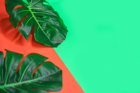 Tropical green palm monstera leafの写真素材