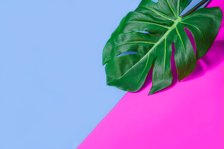 Tropical green palm monstera leavesの写真素材