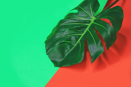 Tropical green palm monstera leavesの写真素材
