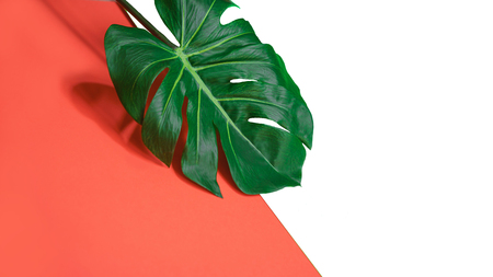 Tropical green palm monstera leavesの写真素材