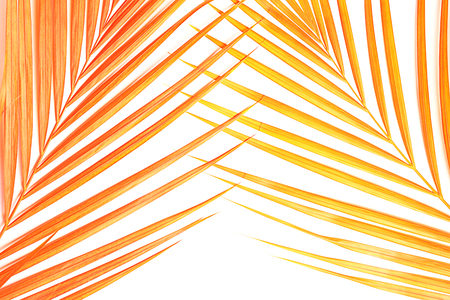 Tropical  coral palm leaves on whiteの写真素材