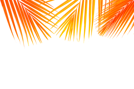Tropical orange coral color palm leaves on whiteの写真素材
