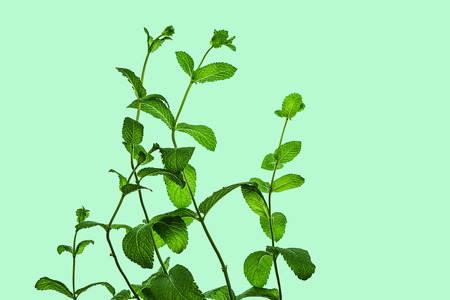 Fresh green mint leaves isolated on pastel blue greenの写真素材