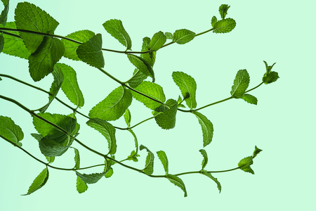 Fresh green mint leaves isolated on pastel blue greenの写真素材