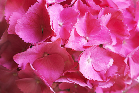 Pink, lilac, purple hydrangea flower Hydrangea macrophylla or hortensia flower blooming in a park and garden.の写真素材