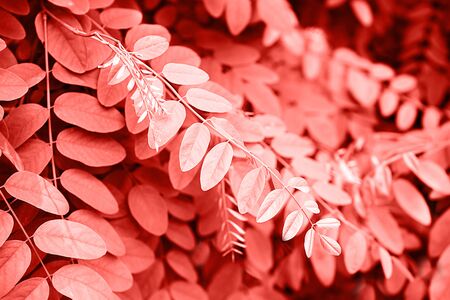 Foliage on trendy red coral background made of fresh leaves. Color of the year 2019. Colorful concept.の写真素材