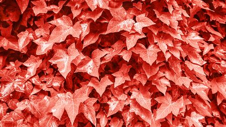 Foliage on trendy red coral background made of fresh leaves. Color of the year 2019. Colorful concept.の写真素材