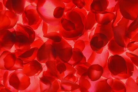 Red rose petals pattern on coral background, isolated. Flat lay, top view, copy space. Valentines day, party, wedding, holiday, romance beauty concept.の写真素材