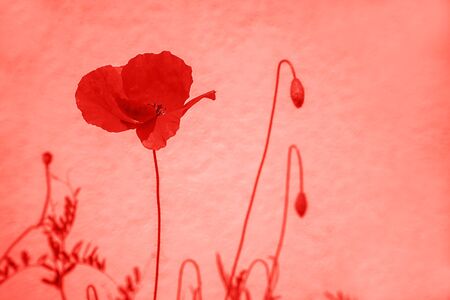 Flower on trendy red coral background made of fresh poppy flowers. Color of the year 2019. Colorful concept.の写真素材