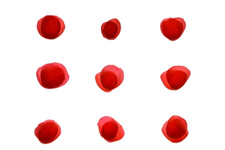 Red coral pink rose petal pattern from nine pairs of petals on white background, isolated. Flat lay, top view, copy space. Valentines day, party, wedding, holiday, romance beauty concept.の写真素材