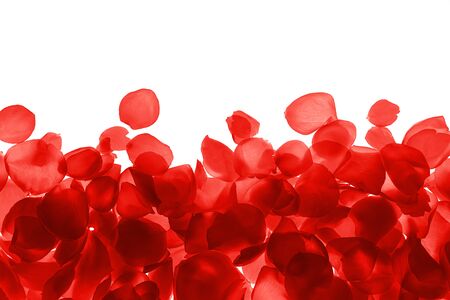 Red coral pink rose petals pattern on white background, isolated. Flat lay, top view, copy space. Valentines day, party, wedding, holiday, romance beauty concept.の写真素材