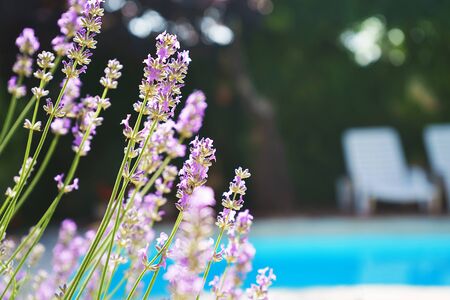 Lavender growing on villa house yard, violet flower buds on a blurred background with swimming pool and sunbeds. Springtime, summer relax wallpaper. Selective focus.の写真素材