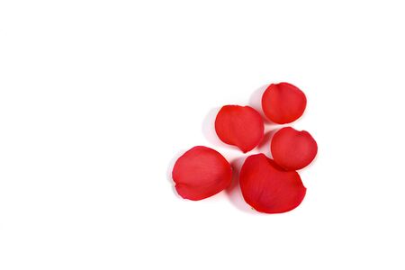 Red coral pink rose petals pattern on white background, isolated. Flat lay, top view, copy space. Valentines day, party, wedding, holiday, romance beauty concept.の写真素材