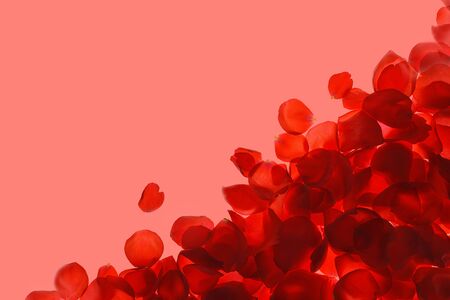 Red coral pink rose petals pattern on trendy coral background, isolated. Flat lay, top view, copy space. Valentines day, party, wedding, holiday, romance beauty concept.の写真素材