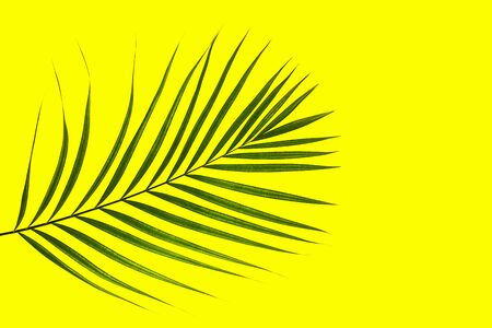 Tropical green palm leaf on yellow background. Minimal nature summer concept. Top view, flat lay, copy space.の写真素材