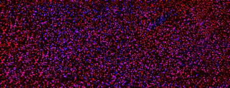 Blurred bokeh dark blue pink purple background, Christmas and New Year holidays background. Party concept. Festive holiday card bright backdrop. Defocused. Flat lay, top view, copy space.の写真素材
