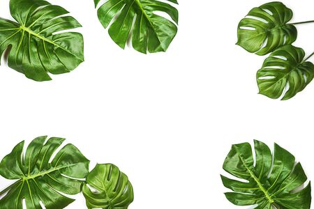 Tropical leaves Monstera isolated, Swiss Cheese Plant, isolated on white background. Flat lay, top view.の写真素材