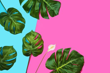 Tropical leaves Monstera, Swiss Cheese Plant, and beautiful white flower spathiphyllum on pink blue background. Beauty Spa facial treatment concept. Flat lay, top view.の写真素材