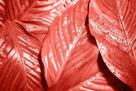 Pink coral background made of fresh leaves. Color of the year 2019.の写真素材