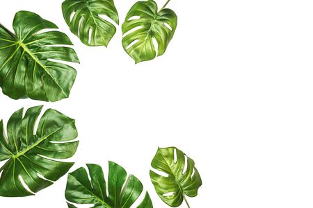 Tropical pattern with green leaves Monstera, Swiss Cheese Plant, isolated, on white background. Flat lay, top view, copy space.の写真素材