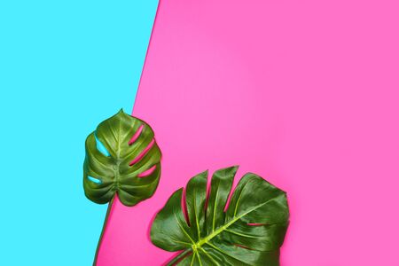 Tropical leaves Monstera, Swiss Cheese Plant, on pink blue background. Flat lay, top view, copy space.の写真素材