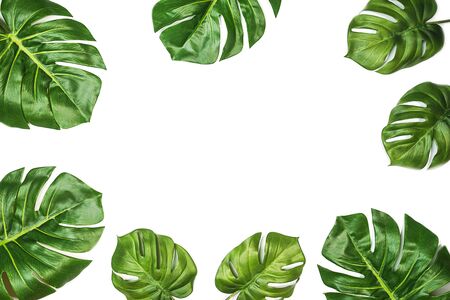 Tropical leaves Monstera isolated, Swiss Cheese Plant, isolated on white background. Flat lay, top view.の写真素材