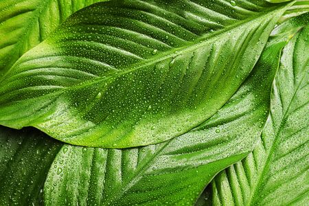 Green fresh leaves with raindrop, beautiful natural background. Close up.Top view, flat lay.の写真素材