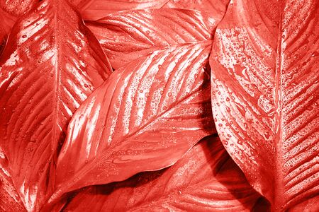 Pink coral background made of fresh leaves. Color of the year 2019.の写真素材