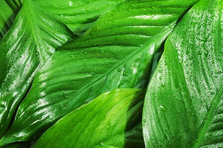 Green fresh leaves with raindrop, beautiful natural background. Close up.Top view, flat lay.の写真素材