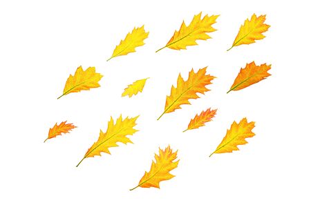 Autumn composition made of yellow red leaves on white background, isolated. Minimal pattern autumn, fall concept. Flat lay, top view, copy space.の写真素材