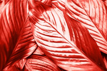 Pink coral background made of fresh leaves. Color of the year 2019.の写真素材