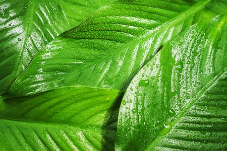 Green fresh leaves with raindrop, beautiful natural background. Close up.Top view, flat lay.の写真素材