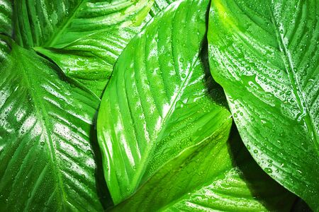 Green fresh leaves with raindrop, beautiful natural background. Close up.Top view, flat lay.の写真素材