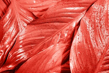 Pink coral background made of fresh leaves. Color of the year 2019.の写真素材