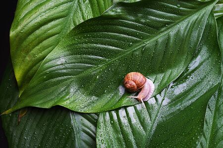 Snail on green leaves with rain drops background. Snail slime. Flat lay, top view, copy space. Beauty concept. Minimal natural layout.の写真素材