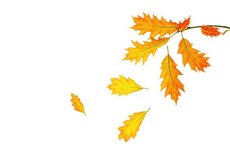 Creative autumn composition made of yellow red leaves and branches on white background, isolated. Autumn, fall layout concept. Nature seasonal mockup. Flat lay, top view, copy space.の写真素材
