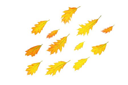 Autumn composition made of yellow red leaves on whiteの写真素材