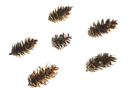 Winter natural composition made of cones on whiteの写真素材